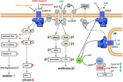 The Role of Gonadotropin-Releasing Hormone in Cancer Cell Proliferation and Metastasis